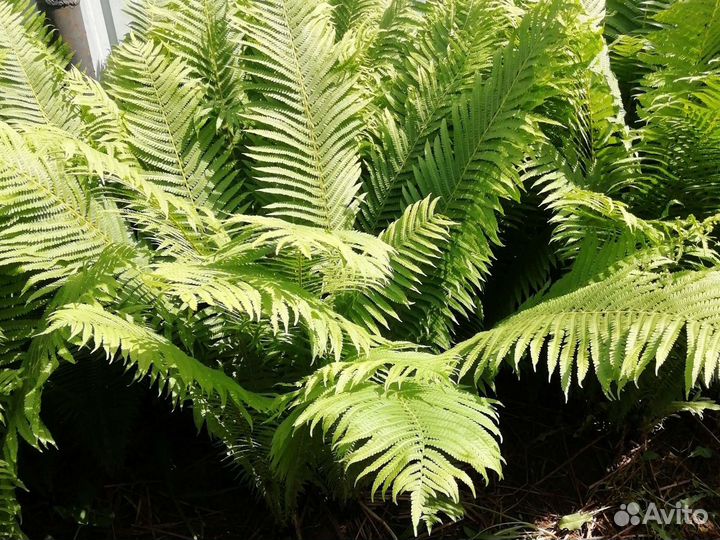 Папоротник