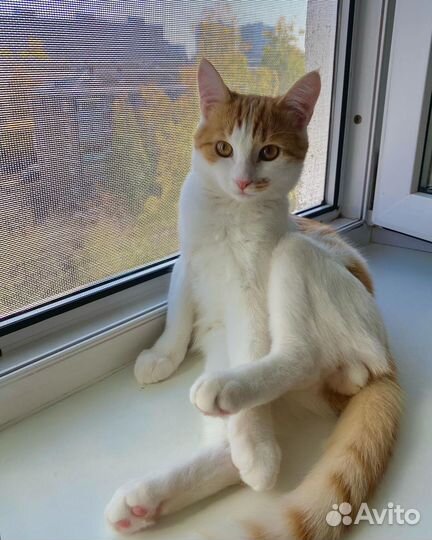 Котик в добрые руки