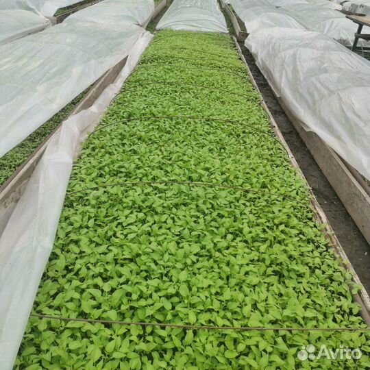 Рассада помидор, перца,капусты, низкорослые томаты