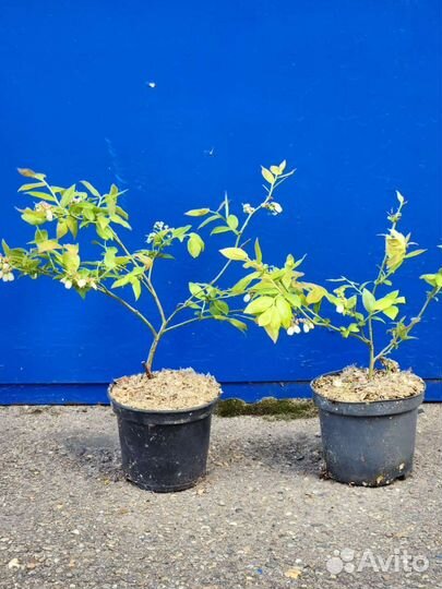 Голубика Саженцы