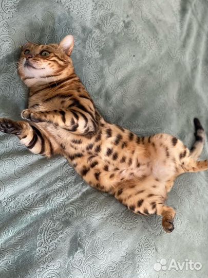 Бенгальский кот