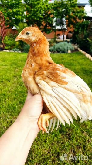 Курочки подращенные, яичные