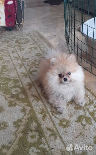 Щенки шпица