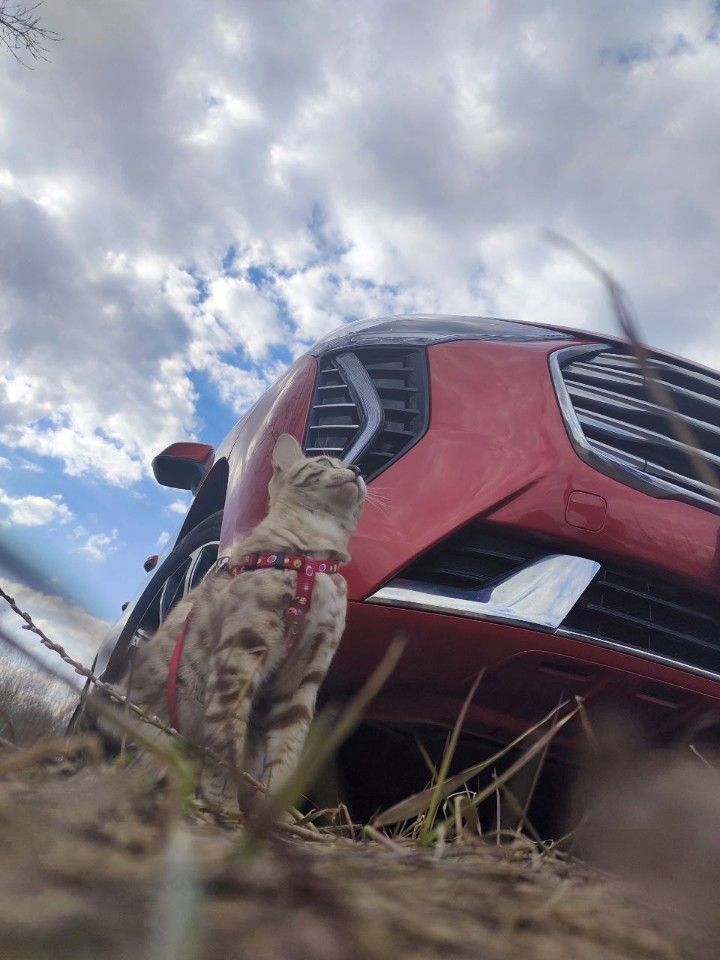 HAVAL Jolion: фото владельца