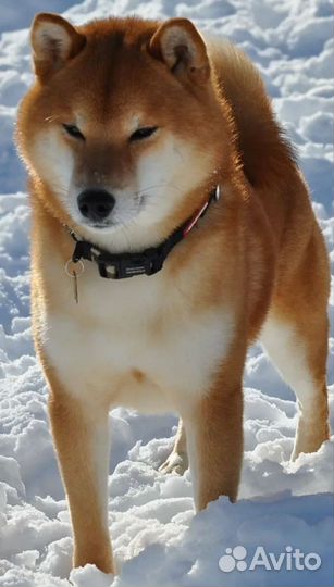 Собаки