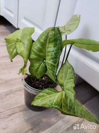 Растения много