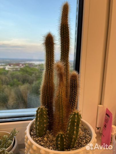 Кактус большой