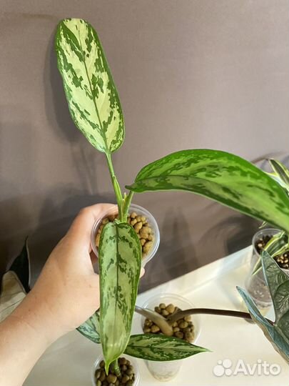 Комнатные растения #1