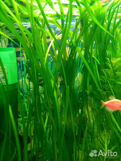 Аквариумное растение