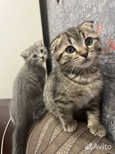 Котята помесь