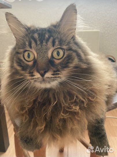 Кот в добрые руки