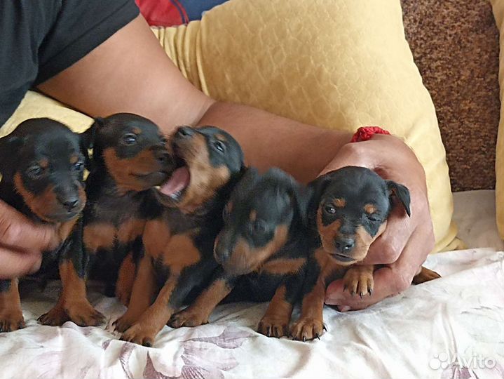 Цвергпинчер