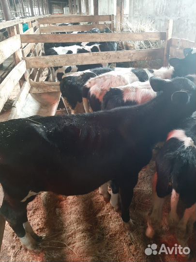 Телята бычки