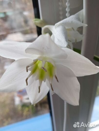 Амазонская лилия