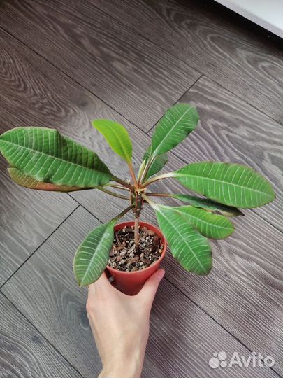 Фикус бенджамина, хойя, сциндапсус, декабрист и др