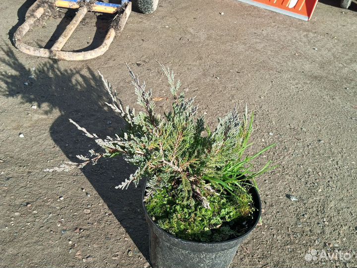 Можжевельник