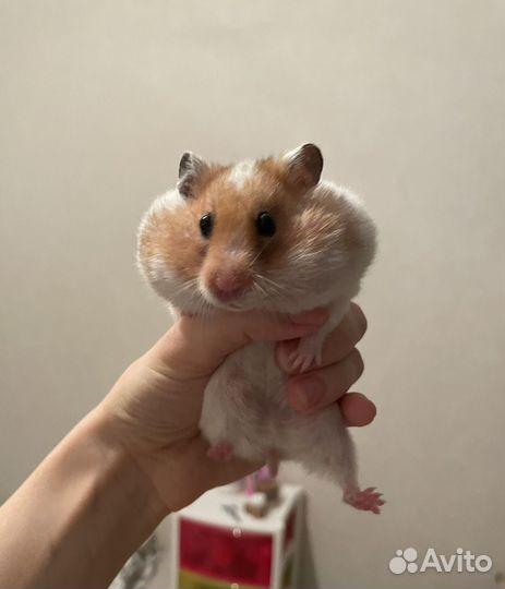 Сирийский хомяк с клеткой