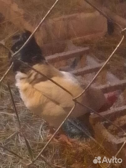 Молодые петухи