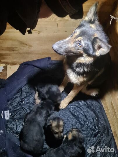 Щенки немецкой овчарки