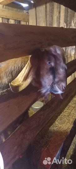 Коза Дойная Зааненская