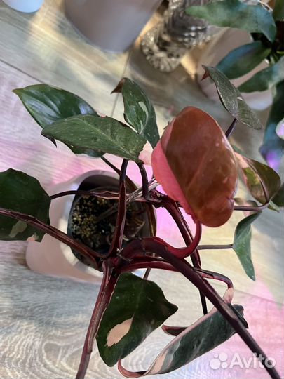 Филодендрон розовая принцесса