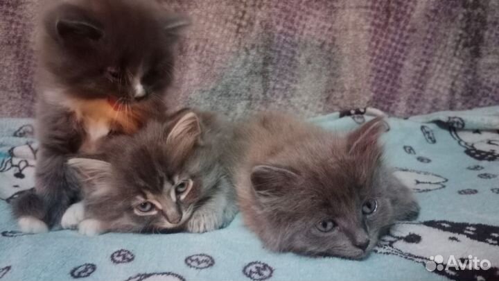 Котята в добрые руки