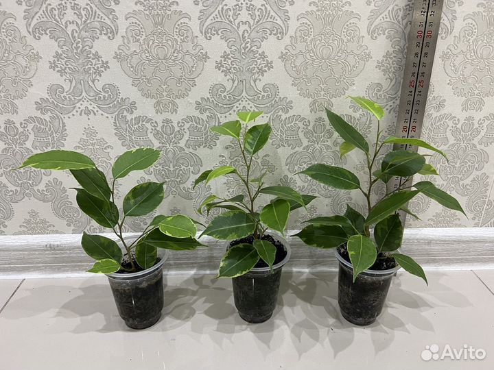 Фикус бенджамина бафт