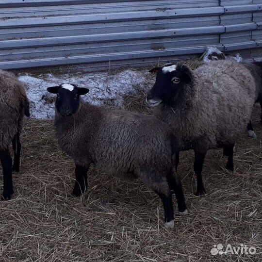 Бараны, ягнята Романовской породы