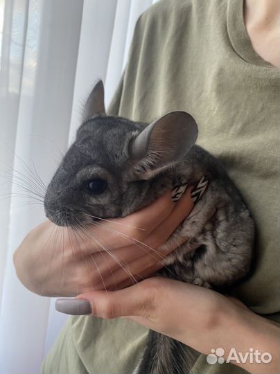 Шиншилла мальчик