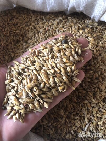 Ячмень, Овес, фуражный в мешках