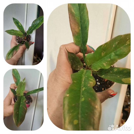 Филодендроны:Ринг оф фаер.Бонус.Рэд сан.Принц оран