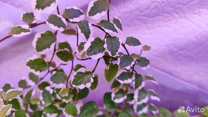 Фикус пумила триколор