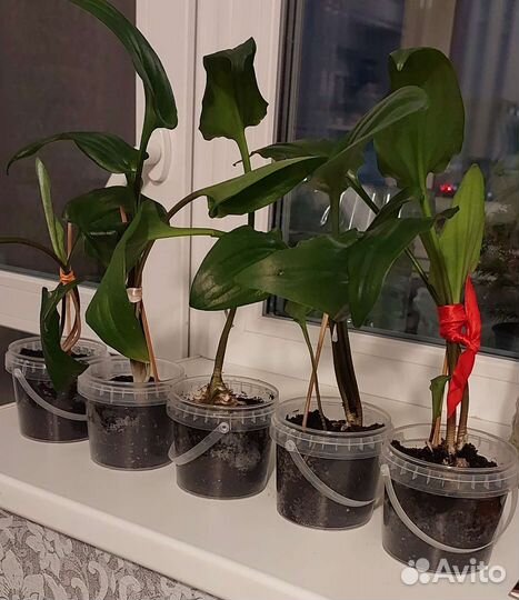 Дримиопсис