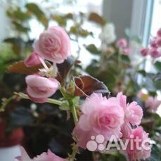 Комнатные растения цветы