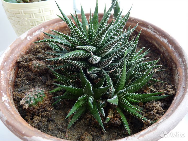 Комнатные растения: кактус