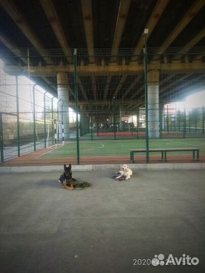 Кинолог/Социализация/Коррекция/Передержка