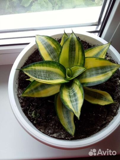 Сансевиерия ханни голд