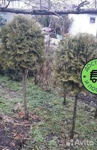 Туя Колумна Формированная