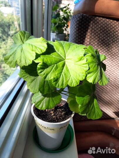 Пеларгония розебудная Австралийская Пинк Розебуд