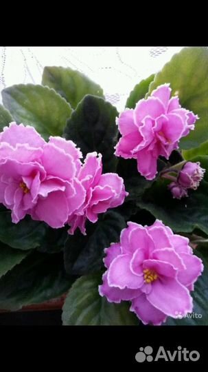 Черенки сортовых фиалок