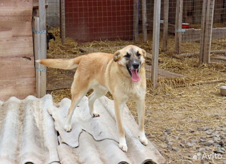 Солнечная девочка в дар
