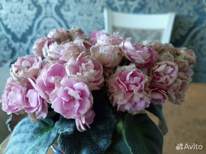 Цветущие сортовые фиалки,пасынки,детки