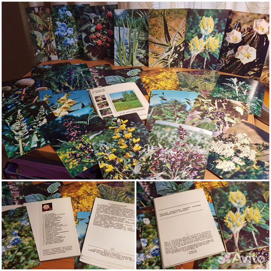 Открытки СССР о растениях