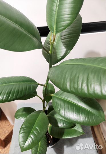 Фикус Эластика Робуста в горшке