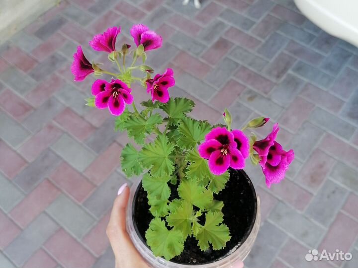 Пеларгония герань, фикусы