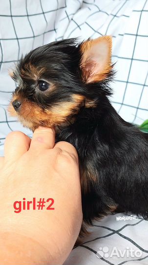 Йоркширский терьер щенки девочки