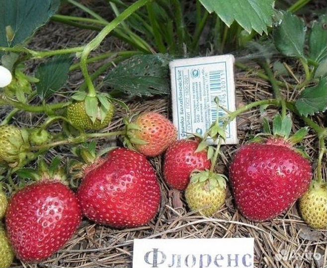 Саженцы клубники