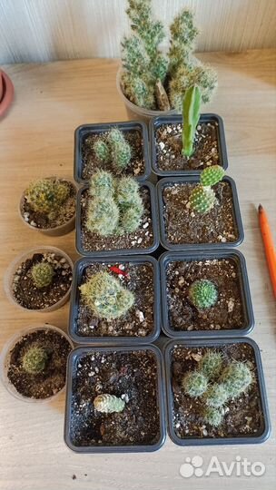 Кактусы и суккуленты