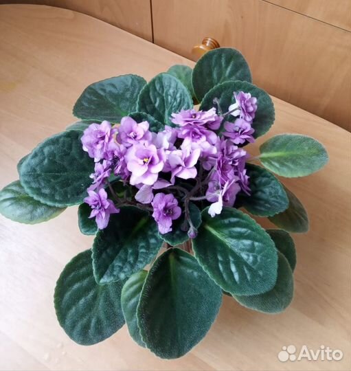 Продаю фиалки