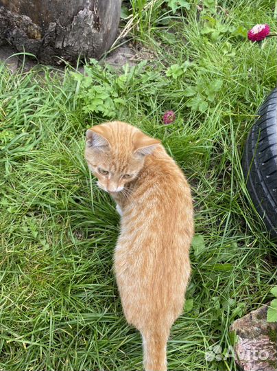 Котята